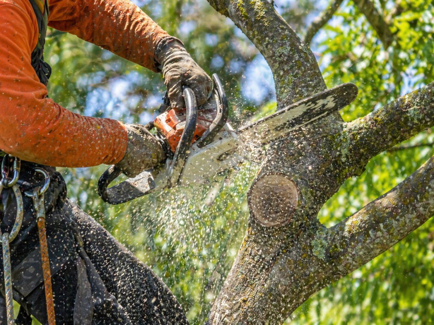 Tree Service
